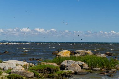 Birçok uçan beyaz martı deniz kenarındaki sahilde.
