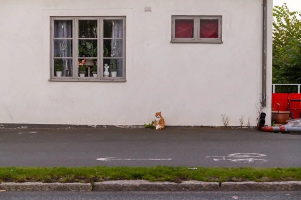 2016年8月14日 一只懒惰的猫坐在屋前 — 图库照片
