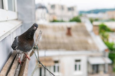 Güzel, küçük, şirin, siyah gözlü siyah güvercin verandada oturuyor ve bakıyor.
