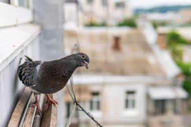 Güzel, küçük, şirin, siyah gözlü siyah güvercin verandada oturuyor ve bakıyor.