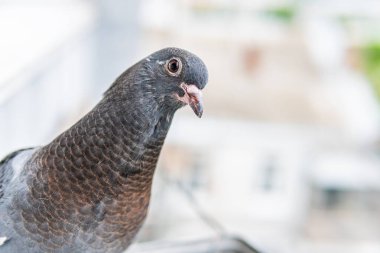 Güzel, küçük, şirin, siyah gözlü siyah güvercin verandada oturuyor ve bakıyor.
