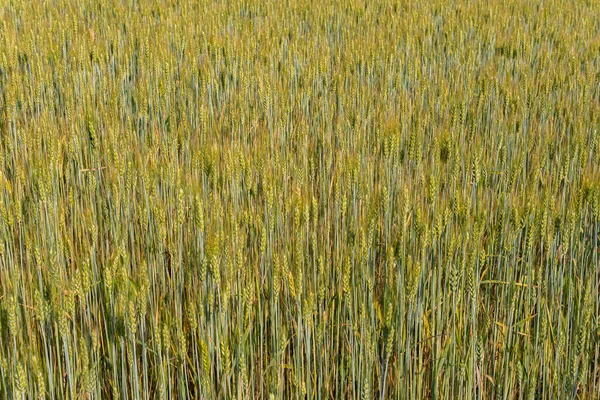 Велике Величезне Пшеничне Поле Сонячний День Влітку — стокове фото