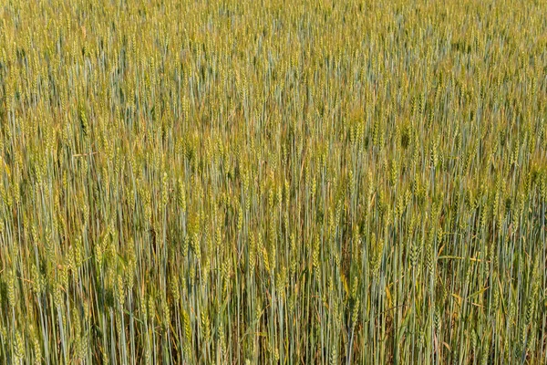 Gran Inmenso Campo Trigo Día Soleado Verano — Foto de Stock