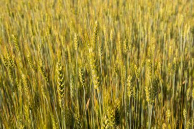 Yazın güneşli bir günde kocaman bir buğday tarlası.