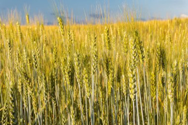 Yazın güneşli bir günde kocaman bir buğday tarlası.