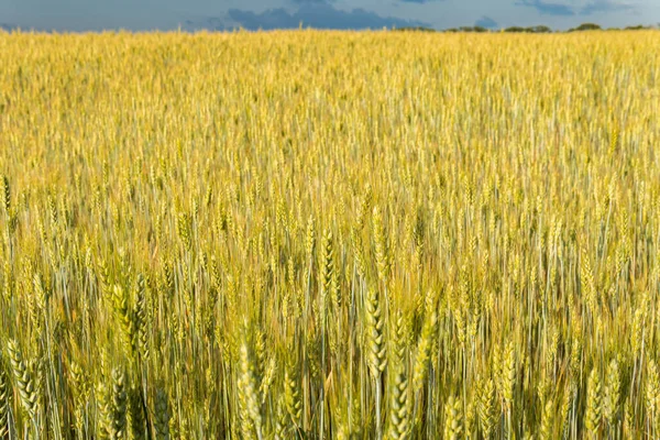 Gran Inmenso Campo Trigo Día Soleado Verano —  Fotos de Stock