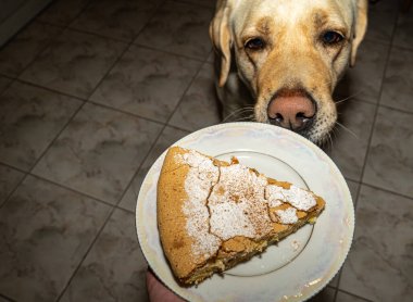 Köpeğe turta ikram edilir. Labrador köpeği bir tabak pastaya uzanır..
