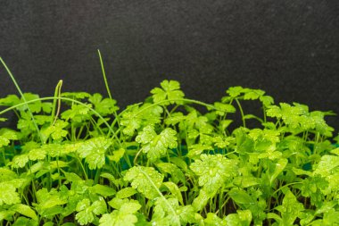 Yeşil maydanoz fideleri.