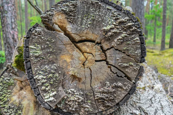 Viejo Árbol Cortado Agrietado Cubierto Musgo Hongos Madera —  Fotos de Stock