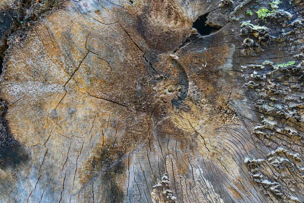 Παλιό Κόψιμο Ενός Μεγάλου Δέντρου — Φωτογραφία Αρχείου