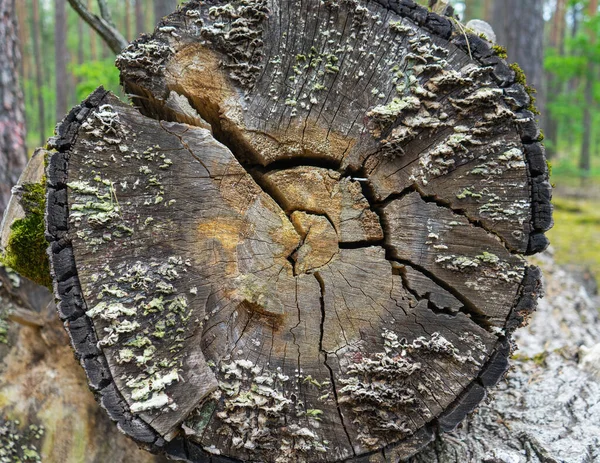 the cracked trunk of an old felled tree