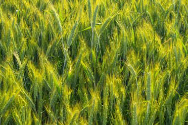 yeşil buğday başakları. Buğday tarlası.