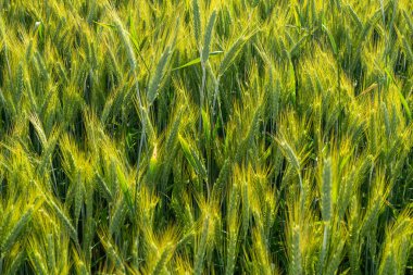 Yeşil buğday tarlası. Tarım endüstrisi. Buğday hasadı.