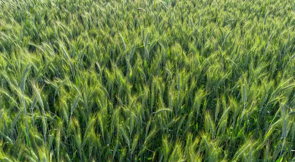 Campo Trigo Verde Industria Agrícola Cosecha Trigo — Foto de Stock