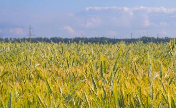 Campo Trigo Verano Cielo Azul —  Fotos de Stock