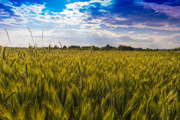 Green wheat field. Agricultural industry. Wheat harvest.