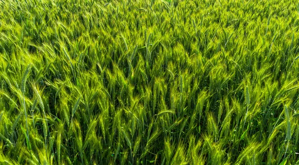 Campo Grano Verde Industria Agricola Raccolta Del Grano — Foto Stock