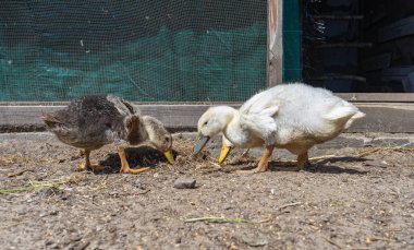 Yavrular ve ördekler çiftlikte yiyecek arıyorlar.