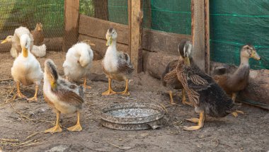 Köydeki bir çiftlikteki kuş kafesinde genç ördekler ve kazlar. İç kümes hayvanları yetiştiriciliği.