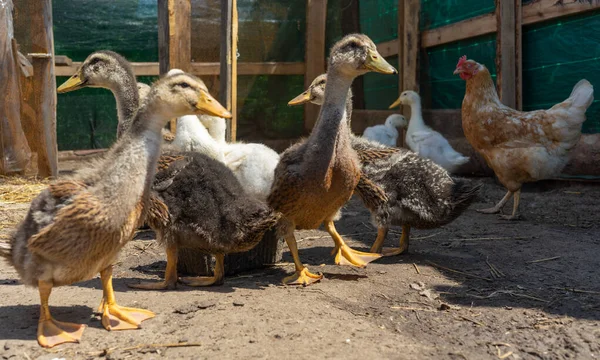 Νεαρές Πάπιες Και Χήνες Ένα Πτηνοτροφείο Στο Χωριό Εγχώρια Πτηνοτροφία — Φωτογραφία Αρχείου