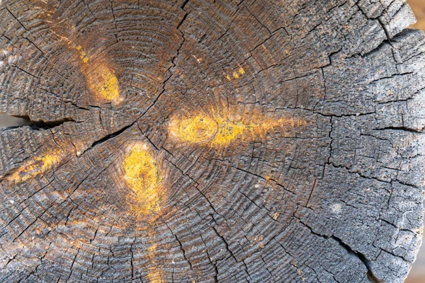 Ein Alter Baumstamm Mit Ästen Und Jahresringen Holzuntergrund Natürliche Holzstruktur — Stockfoto