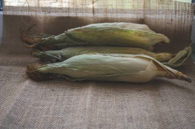 Koçanda taze taze taze mısır kabukları var, yakın plan. Taze toplanmış mısır koçanları Altın mısır taneleri. gıda pazarı