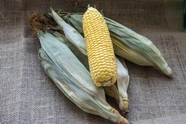 Koçanda taze taze taze mısır kabukları var, yakın plan. Taze toplanmış mısır koçanları Altın mısır taneleri. gıda pazarı