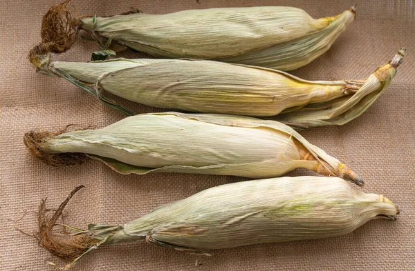 Koçanda taze taze taze mısır kabukları var, yakın plan. Taze toplanmış mısır koçanları Altın mısır taneleri. Yeşil kabuklu ve püsküllü taze sarı mısır. Kırsal biçim.