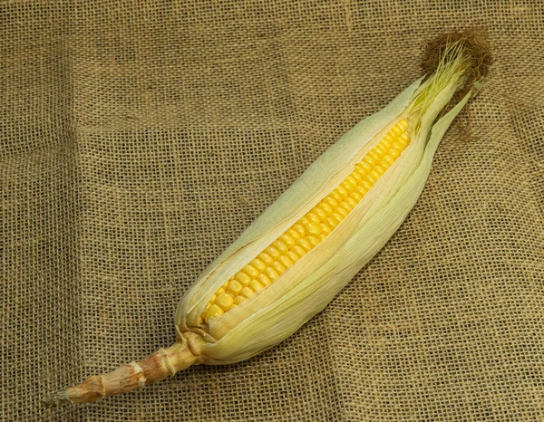 Fresh Young Sweet Corn Cob Husks Close Freshly Picked Corn — Stock Photo, Image