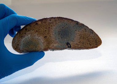 Eldivenli bir el, küflü bir parça ekmek tutar. Kalıplı ekmek