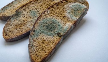 Beyaz ve siyah küfle kaplı üç parça bozuk çavdar ekmeği.