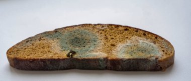 Beyaz ve siyah küflü bir parça çavdar ekmeği.