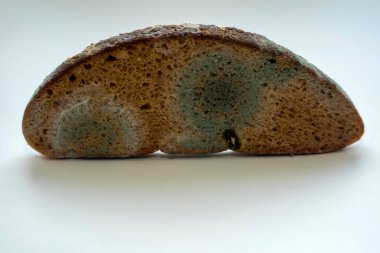 Küf ve mantarla kaplı bir parça bayat ekmek.