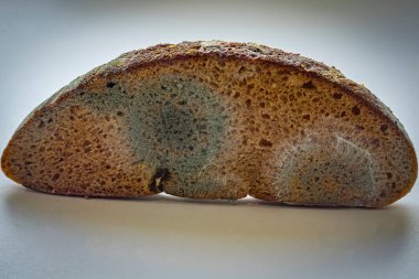 Bir parça küflü çavdar ekmeği. Ekmeğin bozulması.
