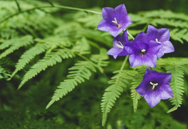 Wald şeftali yaprağı çan çiçeği blau Lila Blumen auf dichten Farn hintergrund