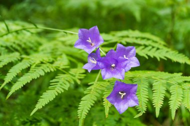 Wald şeftali yaprağı çan çiçeği blau Lila Blumen auf dichten Farn hintergrund.