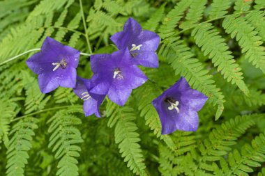 Wald şeftali yaprağı çan çiçeği blau lila Blumen auf dichten Farn hintergrund. Genç parlak yapraklar ve mor çan çiçekleri ve eğrelti otları orman zemininde
