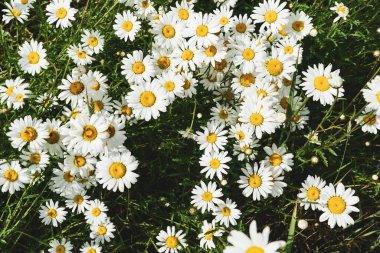 Papatya çiçekleri, kır çiçekleri, papatya çiçekleri. Kapat. Çayırda bir sürü papatya var. Tepeden manzara var. Kırsal biçim