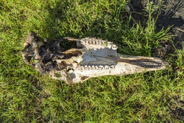 Nehrin taşkın ovasında dişleri olan geyik kafatası bulundu.