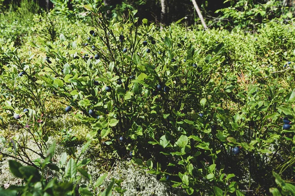 Bush Com Mirtilos Uma Clareira Floresta Onde Crescem Mirtilos Maduros — Fotografia de Stock