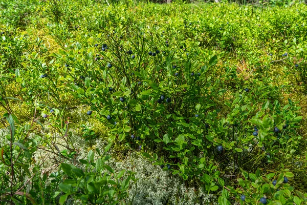 Bush Blueberries Clearing Forest Ripe Blueberries Grow — Stock Photo, Image