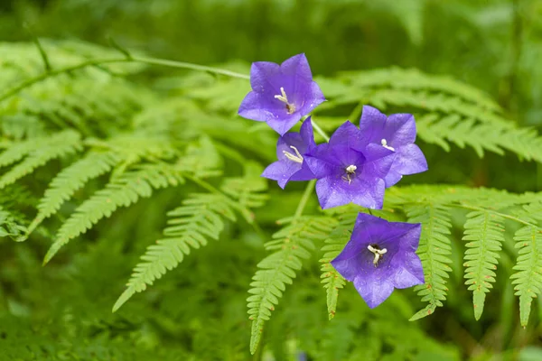 Wald şeftali yaprağı çan çiçeği blau Lila Blumen auf dichten Farn hintergrund