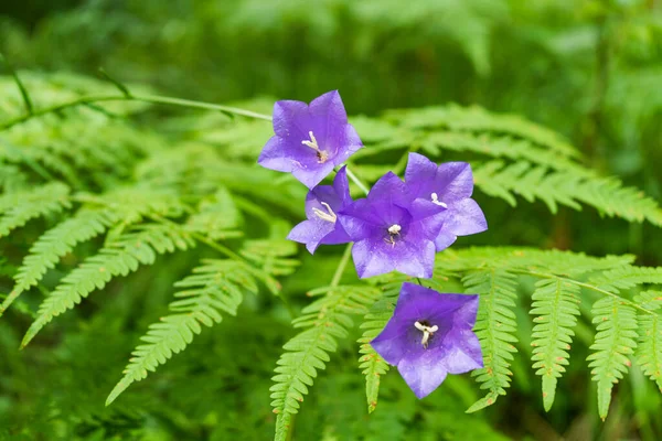 Wald şeftali yaprağı çan çiçeği blau Lila Blumen auf dichten Farn hintergrund.