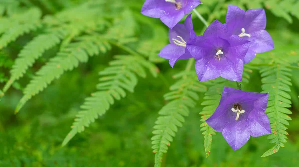 Wald Peachleaf Bellflower Blau Lila Blumen Auf Dichten Farn Hintergrund — Foto de Stock