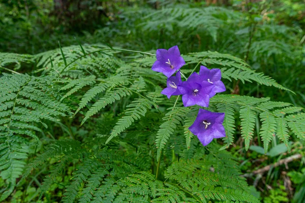 Wald Peachleaf Bellflower Blau Lila Blumen Auf Dichten Farn Hintergrund — Stock Photo, Image