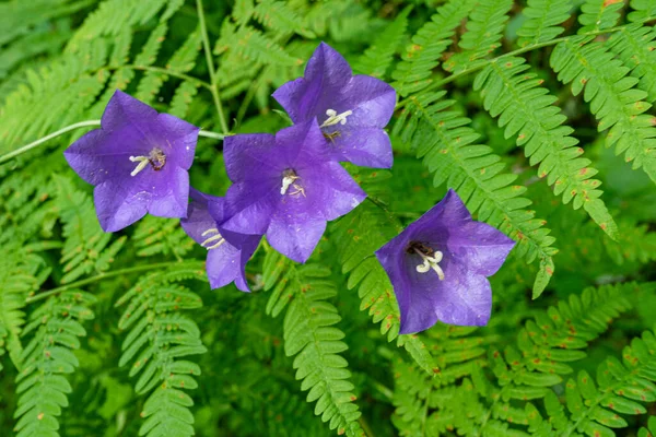 Wald şeftali yaprağı çan çiçeği blau lila Blumen auf dichten Farn hintergrund. Genç parlak yapraklar ve mor çan çiçekleri ve eğrelti otları orman zemininde