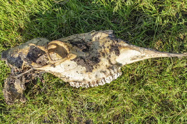 Cráneo Alce Con Dientes Encontrados Llanura Inundable Del Río Viejo — Foto de Stock