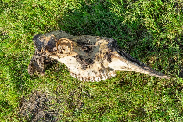 Cráneo Alce Con Dientes Encontrados Llanura Inundable Del Río — Foto de Stock