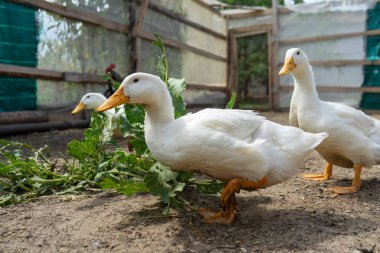 Kümes hayvanları deposu. Köydeki bir arazide kazlar ve tavuklar. özel ev.