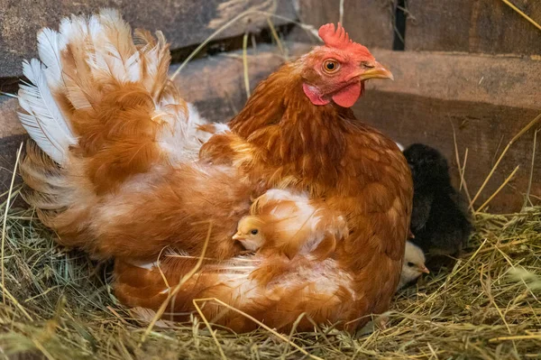 A mother hen with newly hatched Chicks